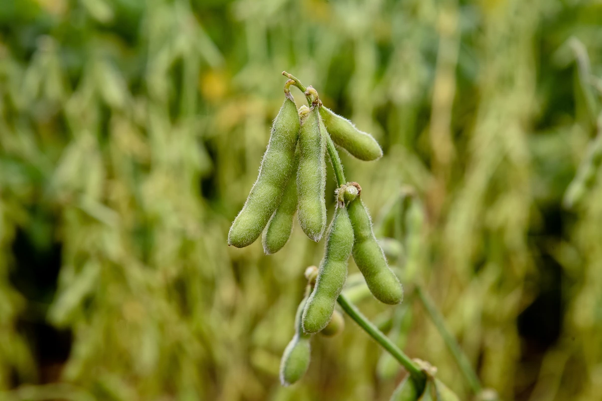 Harvest Peas by Fredox